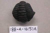 藏品(三葉蟲)的圖片